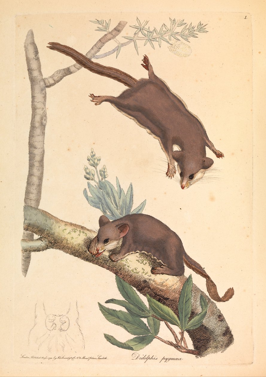 侏儒Opossum，Didelphis pygmaeus 作者 詹姆斯·索尔比