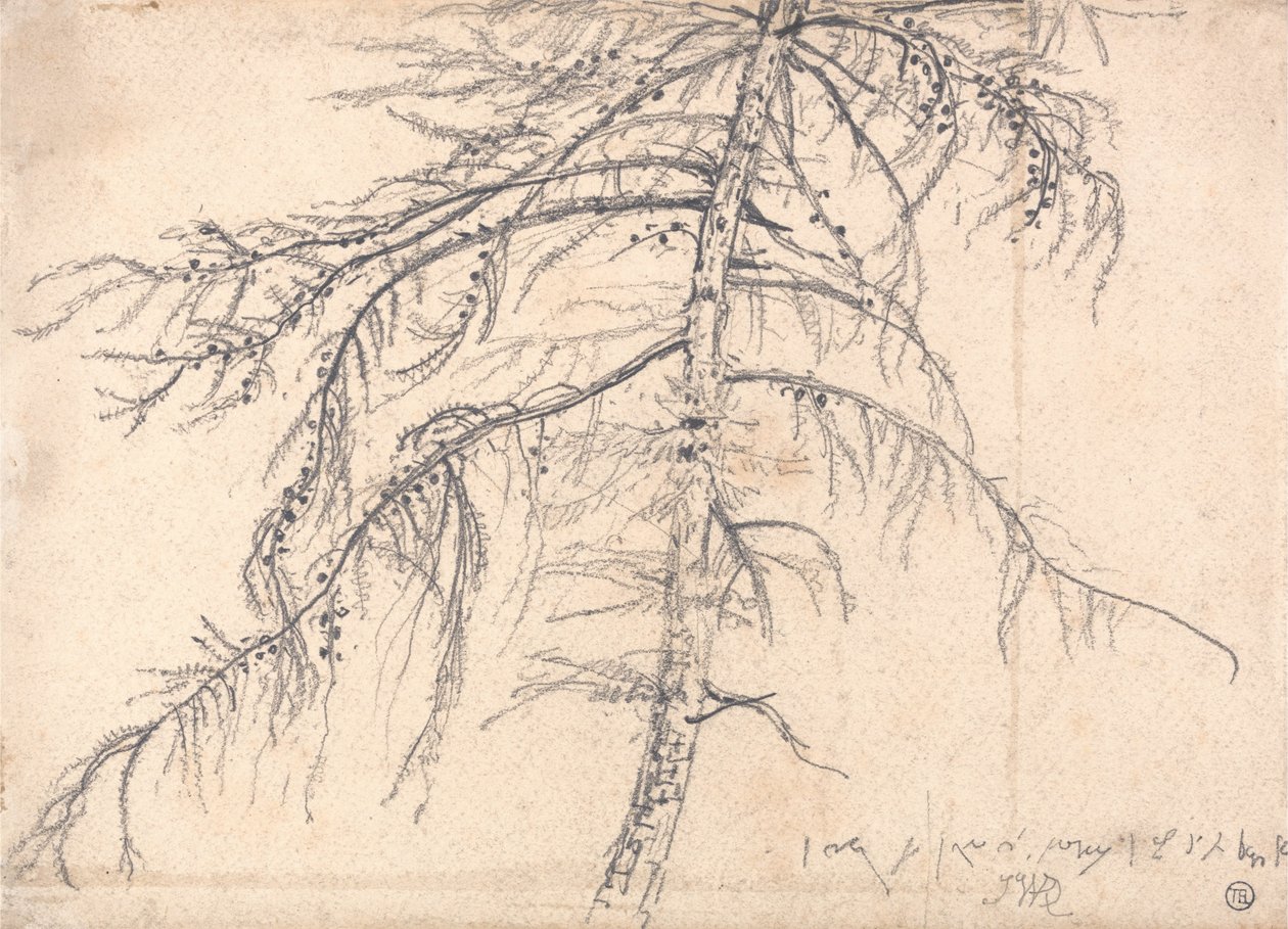 落叶松树 作者 詹姆斯·沃德