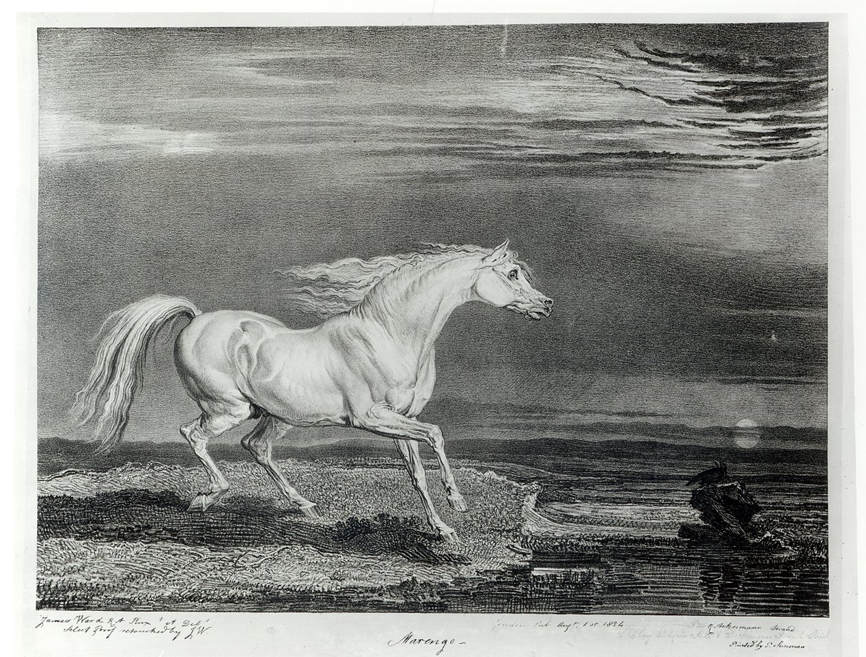 Marengo，由艺术家，酒吧雕刻。作者：R. Ackermann，1824年 作者 詹姆斯·沃德