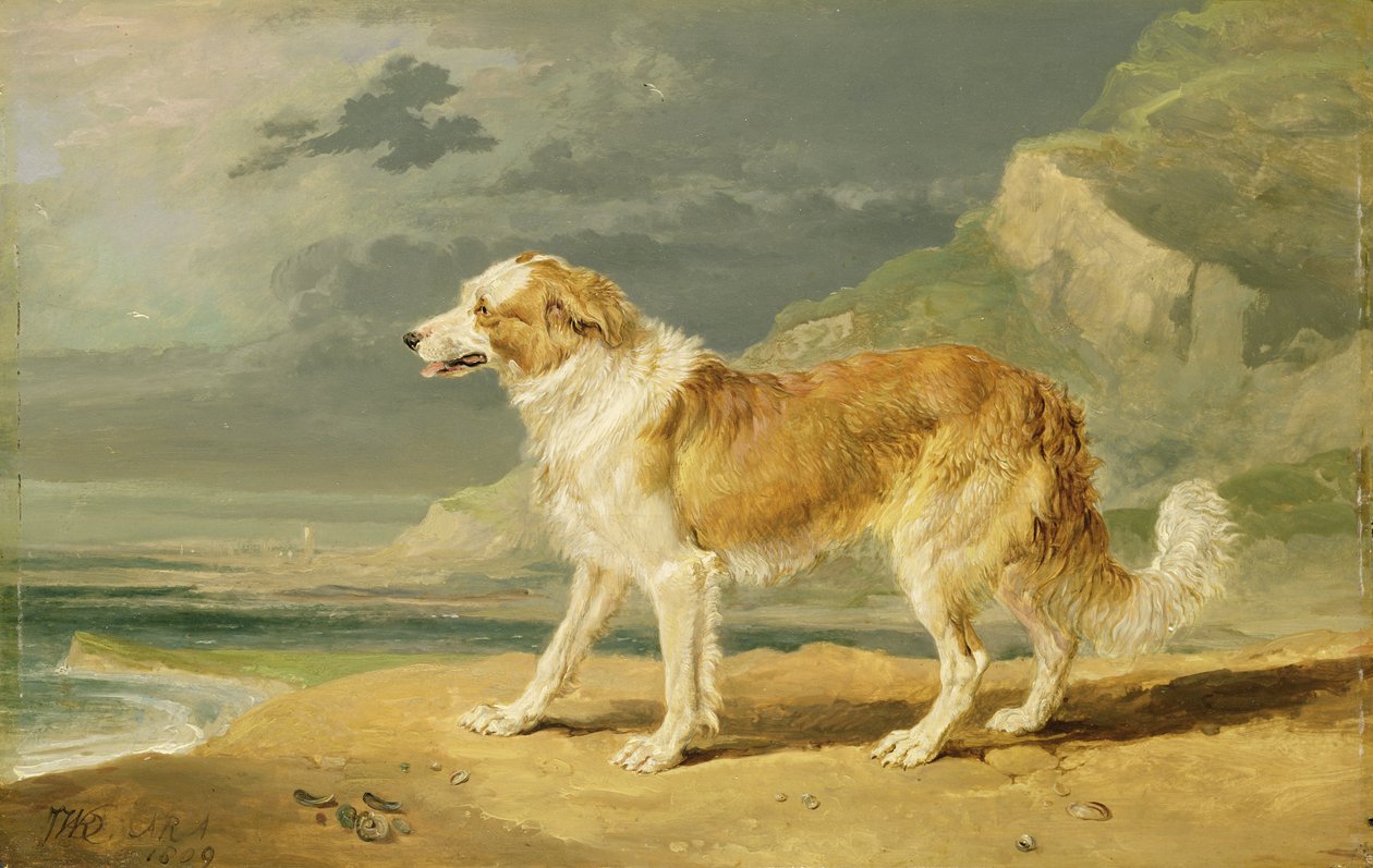 粗糙涂层牧羊犬，1809年 作者 詹姆斯·沃德