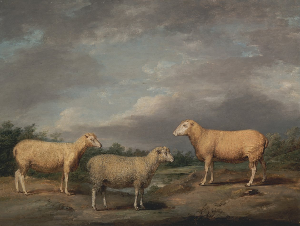 Ryelands Sheep，Kings Ram，Kings Ewe和Lord Somervilles Wether 作者 詹姆斯·沃德