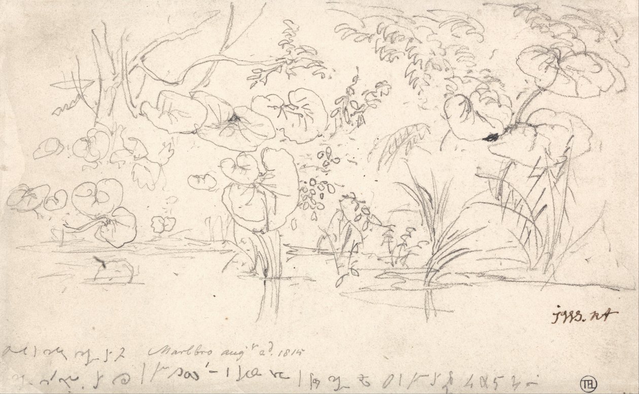 植物研究，1815年8月2日 作者 詹姆斯·沃德