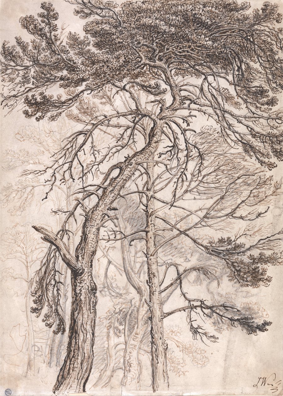 树木研究 作者 詹姆斯·沃德