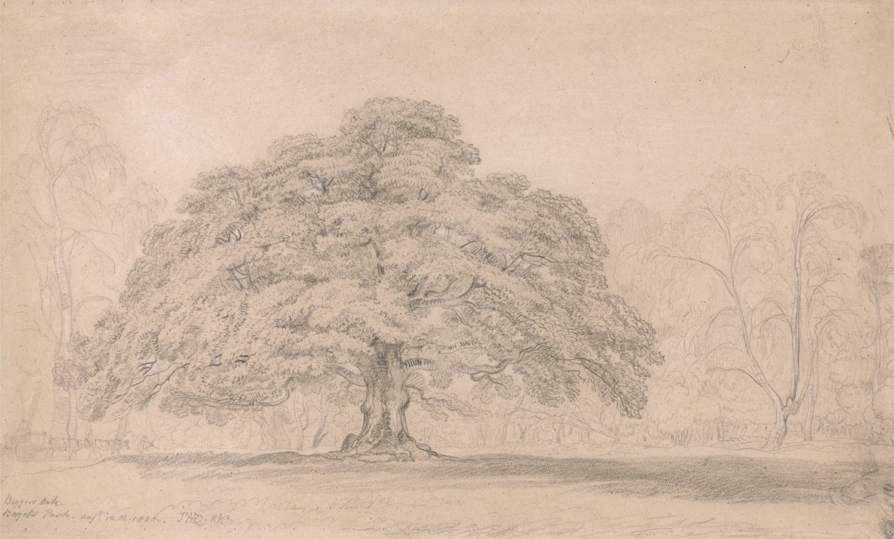 The Beggars Oak，Bagots Park，1820年8月12日（Lord Bagots Blithfiel的着名古树... 作者 詹姆斯·沃德