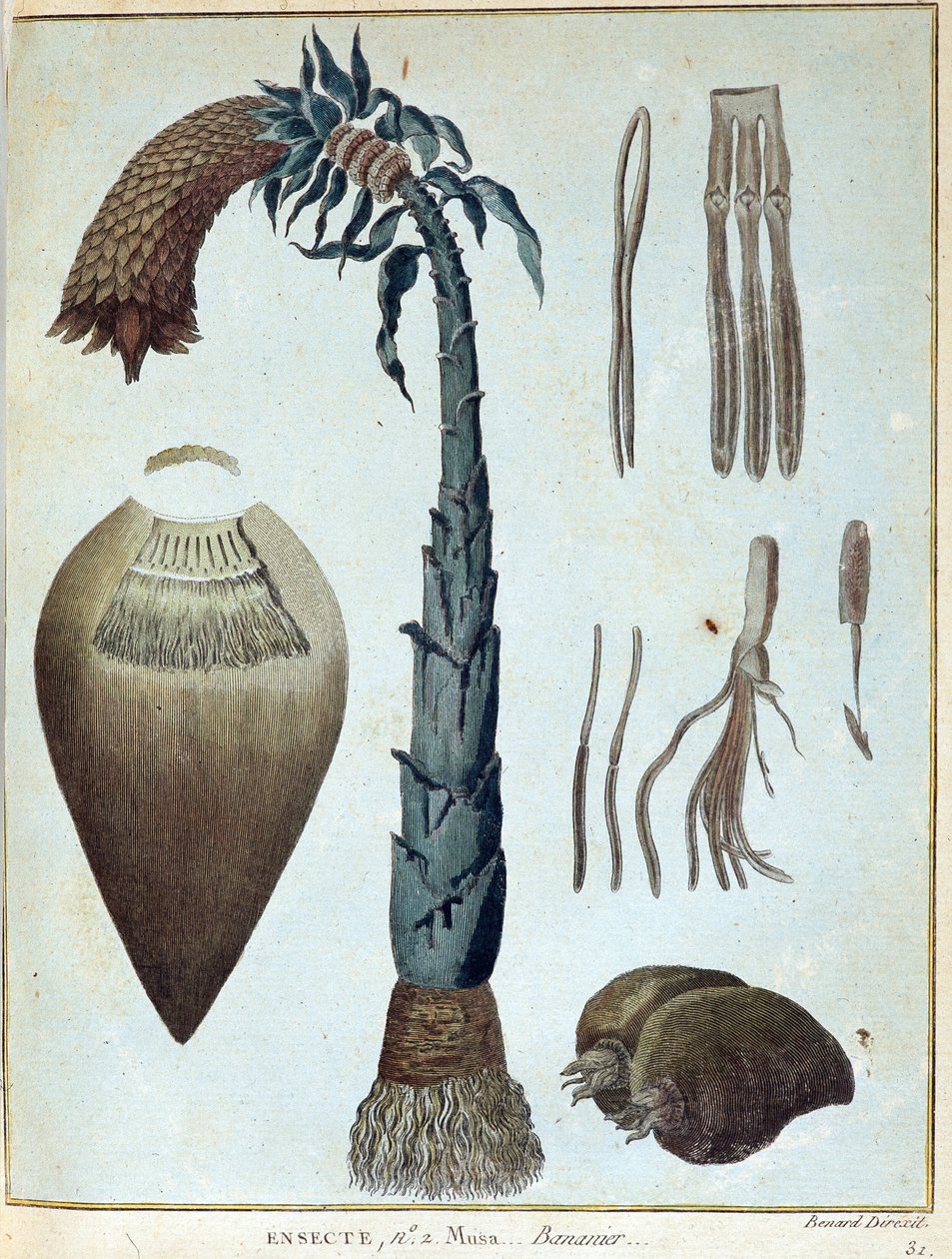 香蕉--载于《1768年至1772年期间为发现尼罗河源头而进行的努比亚和阿比西尼亚之旅》，詹姆斯-布鲁斯著，第一卷，巴黎。 作者 詹姆斯·布鲁斯