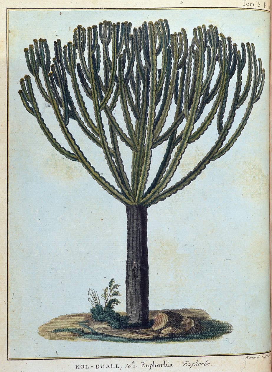 Kol-quall（Kol quall），大戟（仙人掌）--载于《1768年至1772年期间为发现尼罗河源头而进行的努比亚和阿比西尼亚之旅》，作者是詹姆斯-布鲁斯，第一卷，巴黎 作者 詹姆斯·布鲁斯