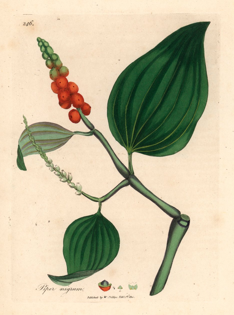 黑胡椒，Piper nigrum，摘自詹姆斯-索尔比（James Sowerby）1832 年威廉-伍德维尔（William Woodville）和威廉-杰克逊-胡克爵士（Sir William Jackson Hooker）的《医学植物学》中的植物插图（手工彩色铜版雕刻）。 作者 詹姆斯（后）索尔比