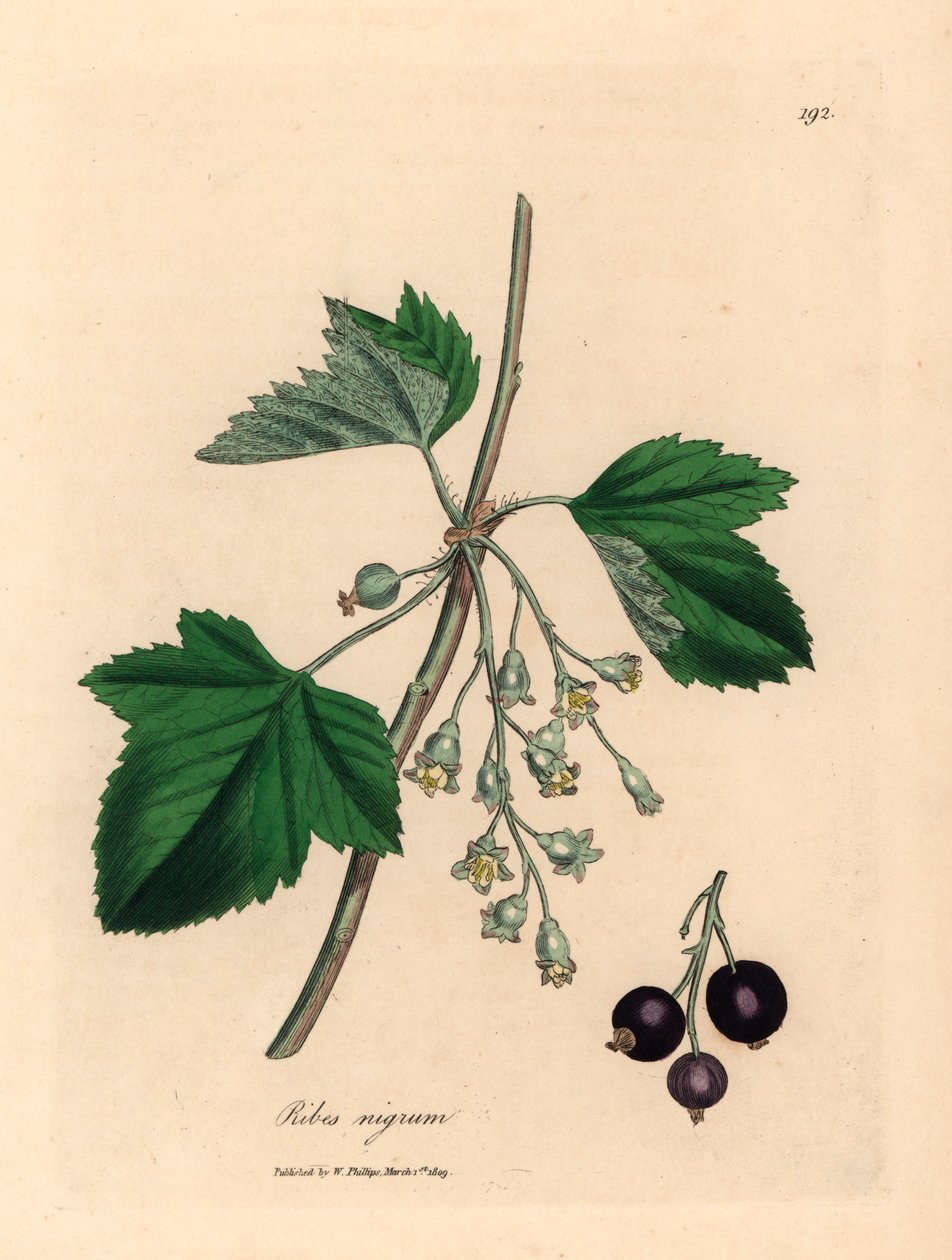 黑加仑树，Ribes nigrum，摘自詹姆斯-索尔比（James Sowerby）1832 年威廉-伍德维尔（William Woodville）和威廉-杰克逊-胡克爵士（Sir William Jackson Hooker）的《医学植物学》中的植物插图（手工彩色铜版雕刻）。 作者 詹姆斯（后）索尔比