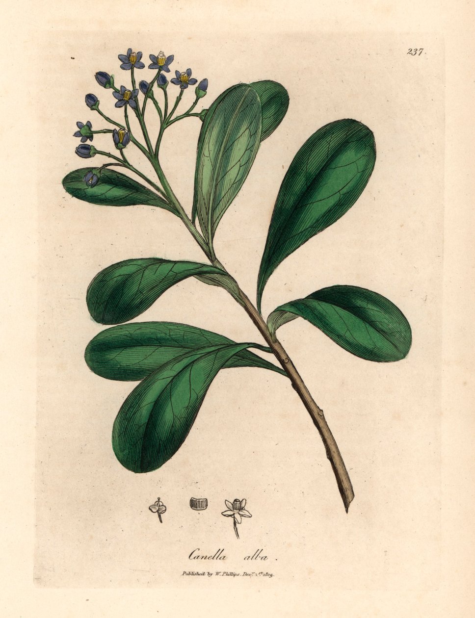 蓝花月桂叶卡尼拉，Canella alba，Canella winterana，摘自詹姆斯-索尔比（James Sowerby）1832 年威廉-伍德维尔和威廉-杰克逊-胡克爵士的《医学植物学》中的一幅植物插图（手工彩色铜版雕刻）。 作者 詹姆斯（后）索尔比