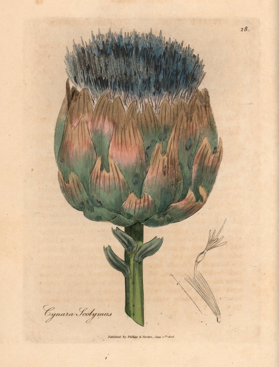 蓝紫色花朝鲜蓟（Cynara scolymus），出自詹姆斯-索尔比（James Sowerby）1832 年威廉-伍德维尔（William Woodville）和威廉-杰克逊-胡克爵士（Sir William Jackson Hooker）的《医学植物学》中的一幅植物插图（手工彩色铜版雕刻）。 作者 詹姆斯（后）索尔比