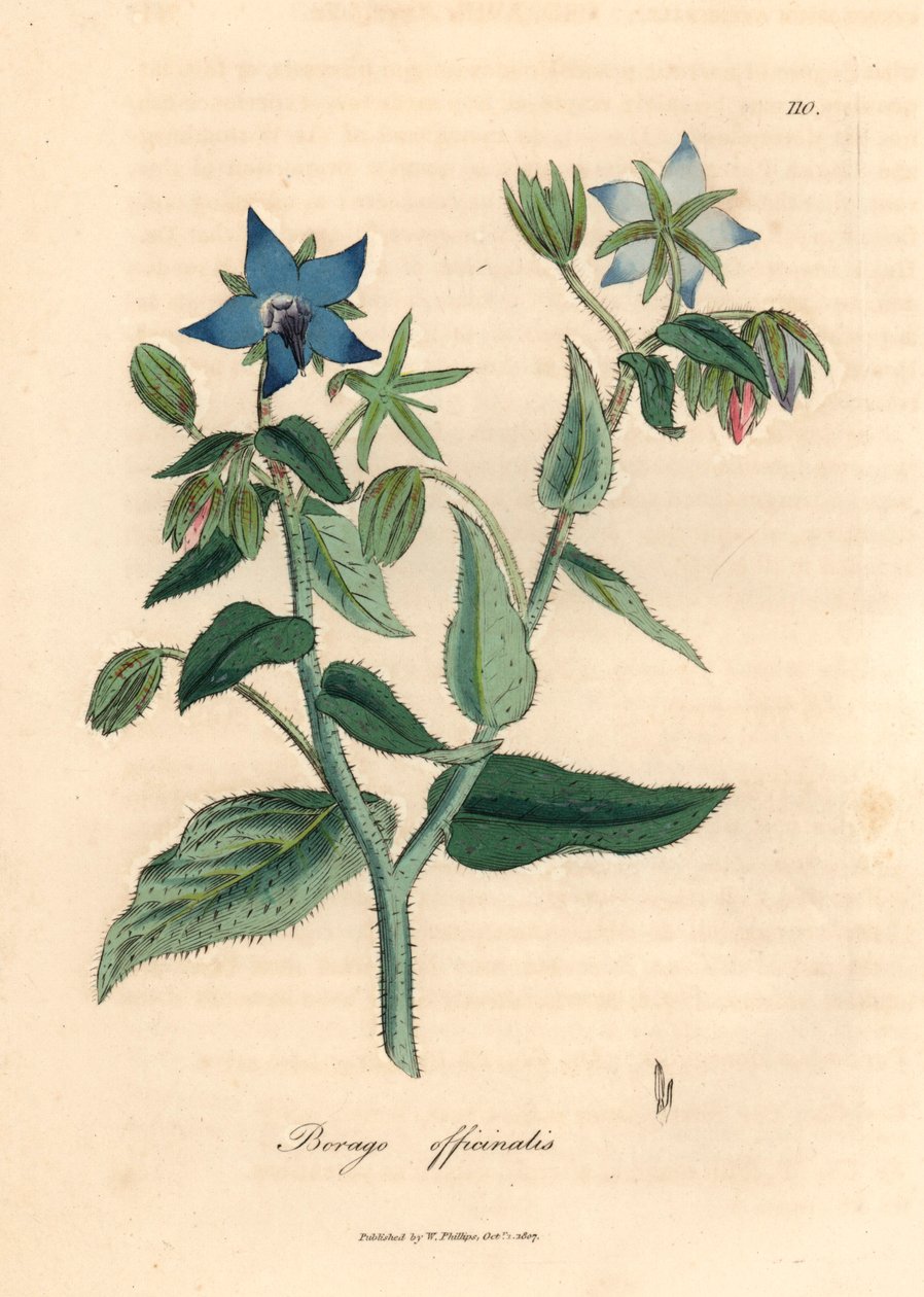 蓝花琉璃苣，Borago officinalis，出自詹姆斯-索尔比（James Sowerby）1832 年威廉-伍德维尔和威廉-杰克逊-胡克爵士的《医学植物学》中的一幅植物插图（手工彩色铜版雕刻）。 作者 詹姆斯（后）索尔比