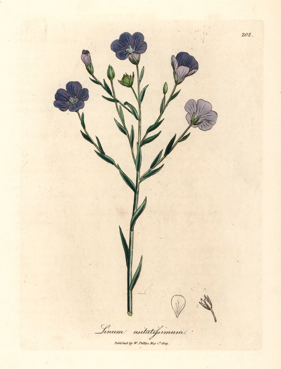 蓝花亚麻 Linum usitatissimum，摘自詹姆斯-索尔比（James Sowerby）1832 年威廉-伍德维尔（William Woodville）和威廉-杰克逊-胡克爵士（Sir William Jackson Hooker）《医学植物学》中的一幅植物插图（手工彩色铜版雕刻）。 作者 詹姆斯（后）索尔比