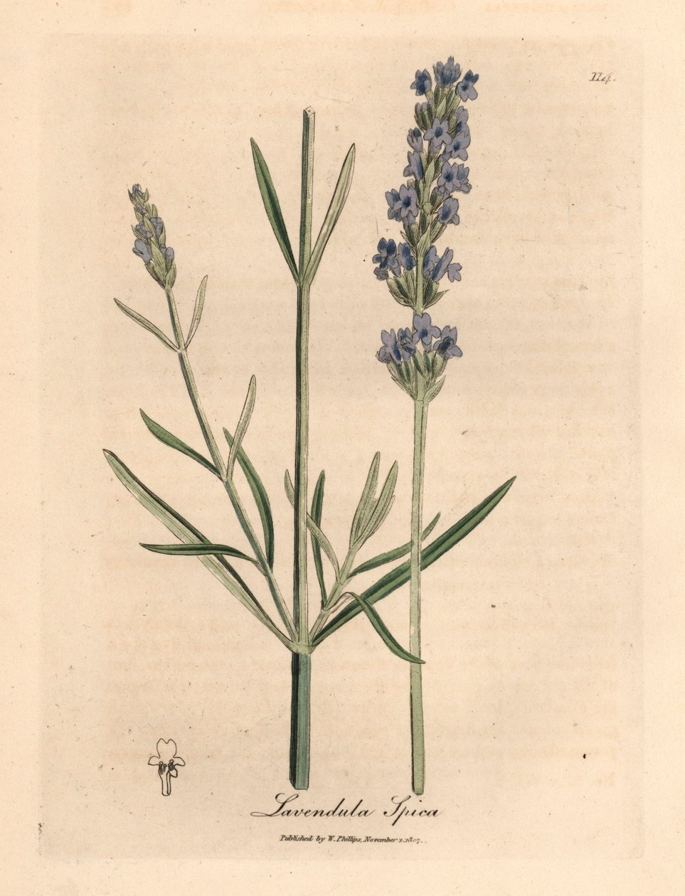 蓝花薰衣草（Lavandula spica），出自詹姆斯-索尔比（James Sowerby）1832 年威廉-伍德维尔（William Woodville）和威廉-杰克逊-胡克爵士（Sir William Jackson Hooker）的《医学植物学》中的一幅植物插图（手工彩色铜版雕刻）。 作者 詹姆斯（后）索尔比