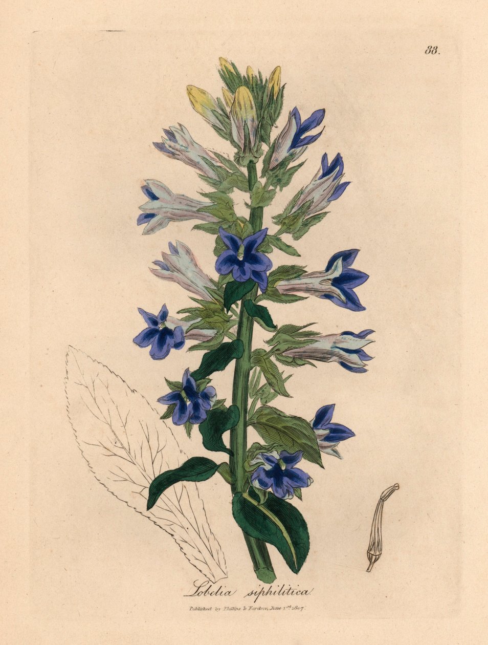 蓝花大叶女贞（Lobelia siphilitica），出自詹姆斯-索尔比（James Sowerby）1832 年威廉-伍德维尔（William Woodville）和威廉-杰克逊-胡克爵士（Sir William Jackson Hooker）的《医学植物学》中的一幅植物插图（手工彩色铜版雕刻）。 作者 詹姆斯（后）索尔比