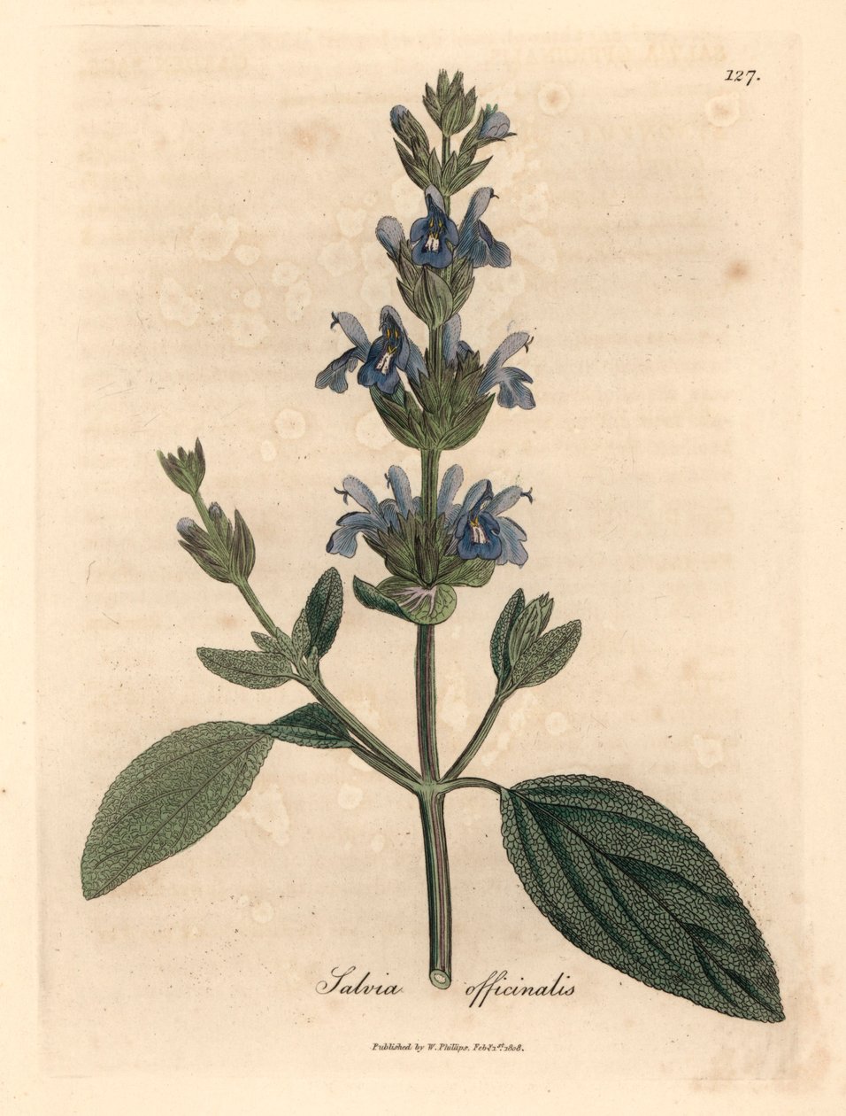 蓝花鼠尾草，选自詹姆斯-索尔比（James Sowerby）1832 年威廉-伍德维尔（William Woodville）和威廉-杰克逊-胡克爵士（Sir William Jackson Hooker）《医学植物学》中的植物插图（手工彩色铜版雕刻）。 作者 詹姆斯（后）索尔比