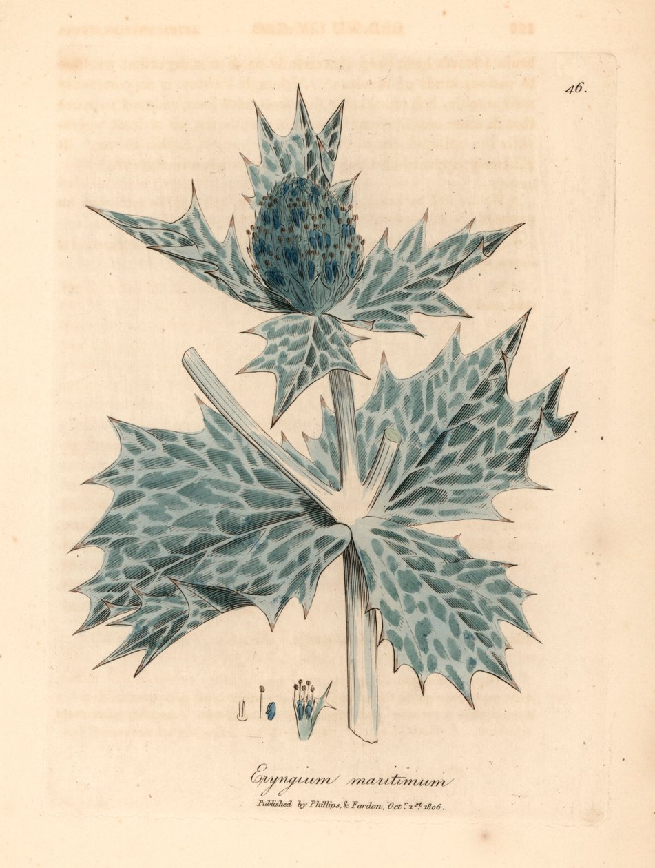 蓝花海冬青（Eryngium maritinum），出自詹姆斯-索尔比（James Sowerby）1832 年威廉-伍德维尔和威廉-杰克逊-胡克爵士的《医学植物学》中的一幅植物插图（手工彩色铜版雕刻）。 作者 詹姆斯（后）索尔比