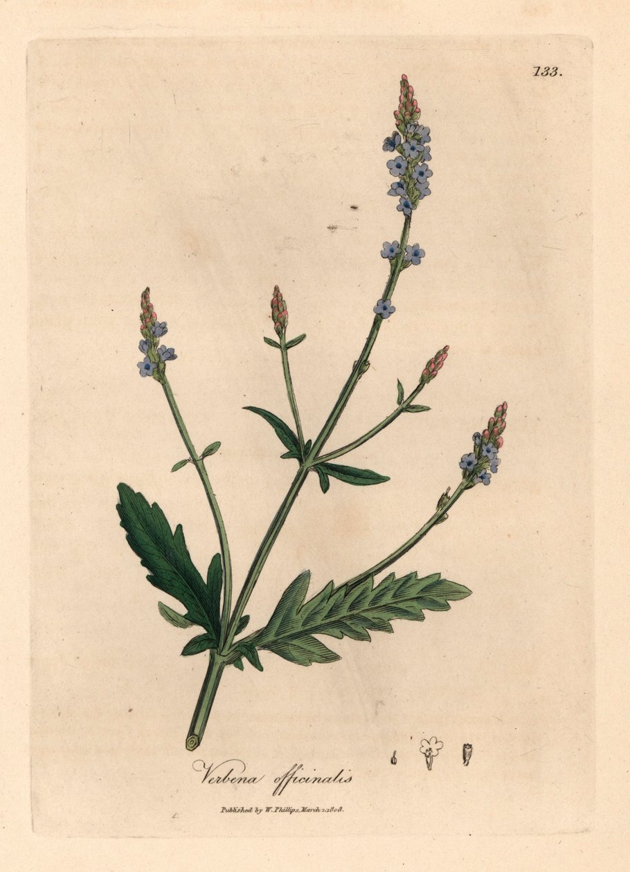 蓝花马鞭草，Verbena officinalis，出自詹姆斯-索尔比（James Sowerby）1832 年威廉-伍德维尔和威廉-杰克逊-胡克爵士的《医学植物学》中的一幅植物插图（手工彩色铜版雕刻）。 作者 詹姆斯（后）索尔比