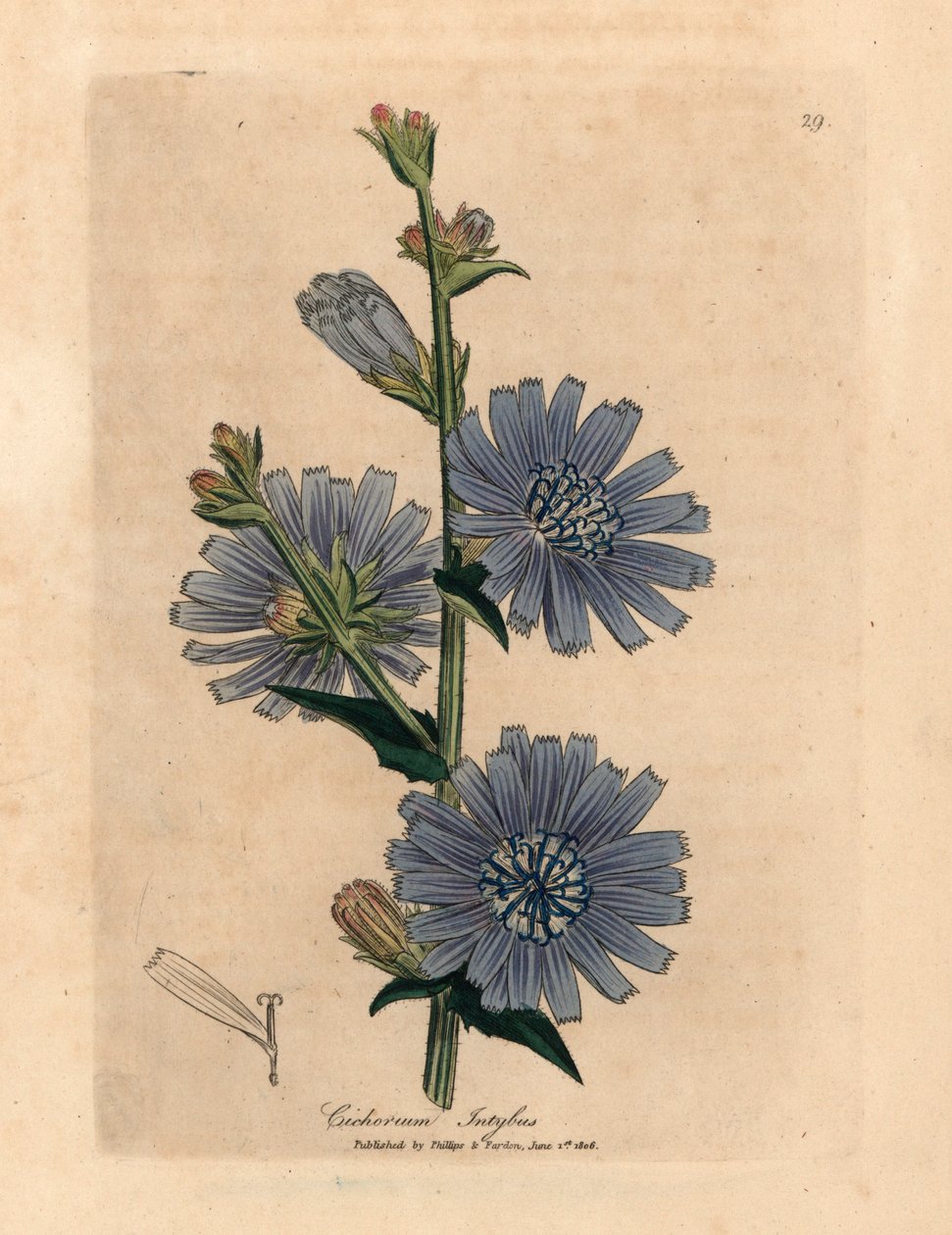 蓝花野苣苔，摘自詹姆斯-索尔比（James Sowerby）1832 年威廉-伍德维尔（William Woodville）和威廉-杰克逊-胡克爵士（William Jackson Hooker）《医学植物学》中的一幅植物插图（手工彩色铜版雕刻）。 作者 詹姆斯（后）索尔比