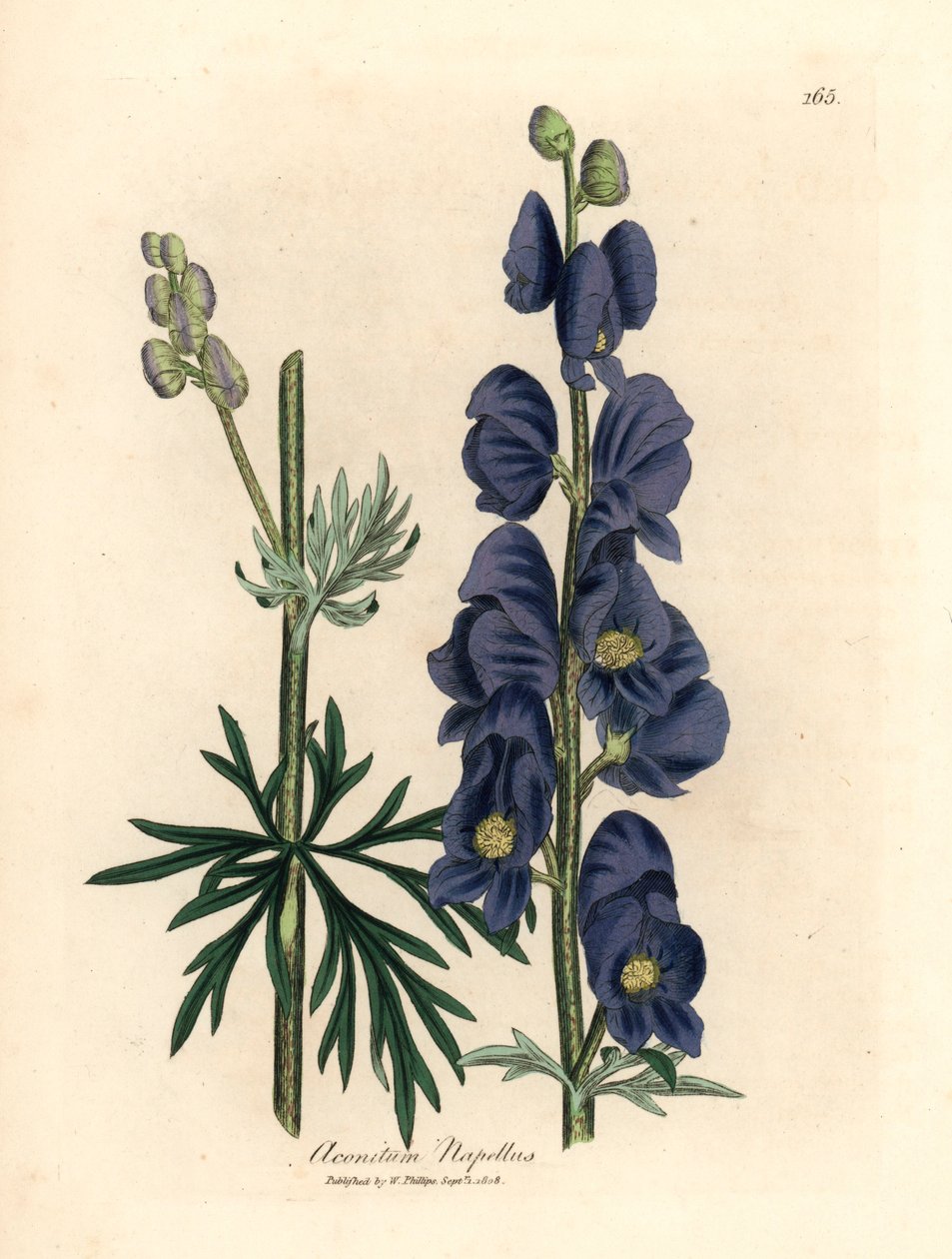 蓝花狼毒或僧帽，Aconitum napellus，摘自詹姆斯-索尔比（James Sowerby）1832 年威廉-伍德维尔（William Woodville）和威廉-杰克逊-胡克爵士（Sir William Jackson Hooker）的《医学植物学》中的一幅植物插图（手工彩色铜版雕刻）。 作者 詹姆斯（后）索尔比