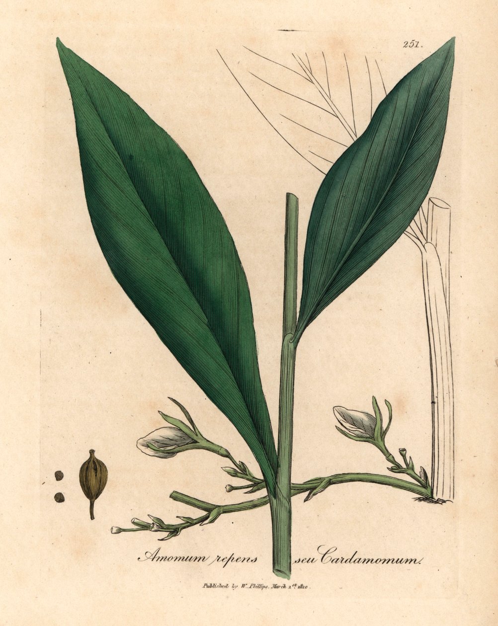 豆蔻，Elettaria cardamomum，出自詹姆斯-索尔比（James Sowerby）1832 年威廉-伍德维尔（William Woodville）和威廉-杰克逊-胡克尔爵士（Sir William Jackson Hooker）的《医学植物学》中的植物插图（手工彩色铜版雕刻）。 作者 詹姆斯（后）索尔比
