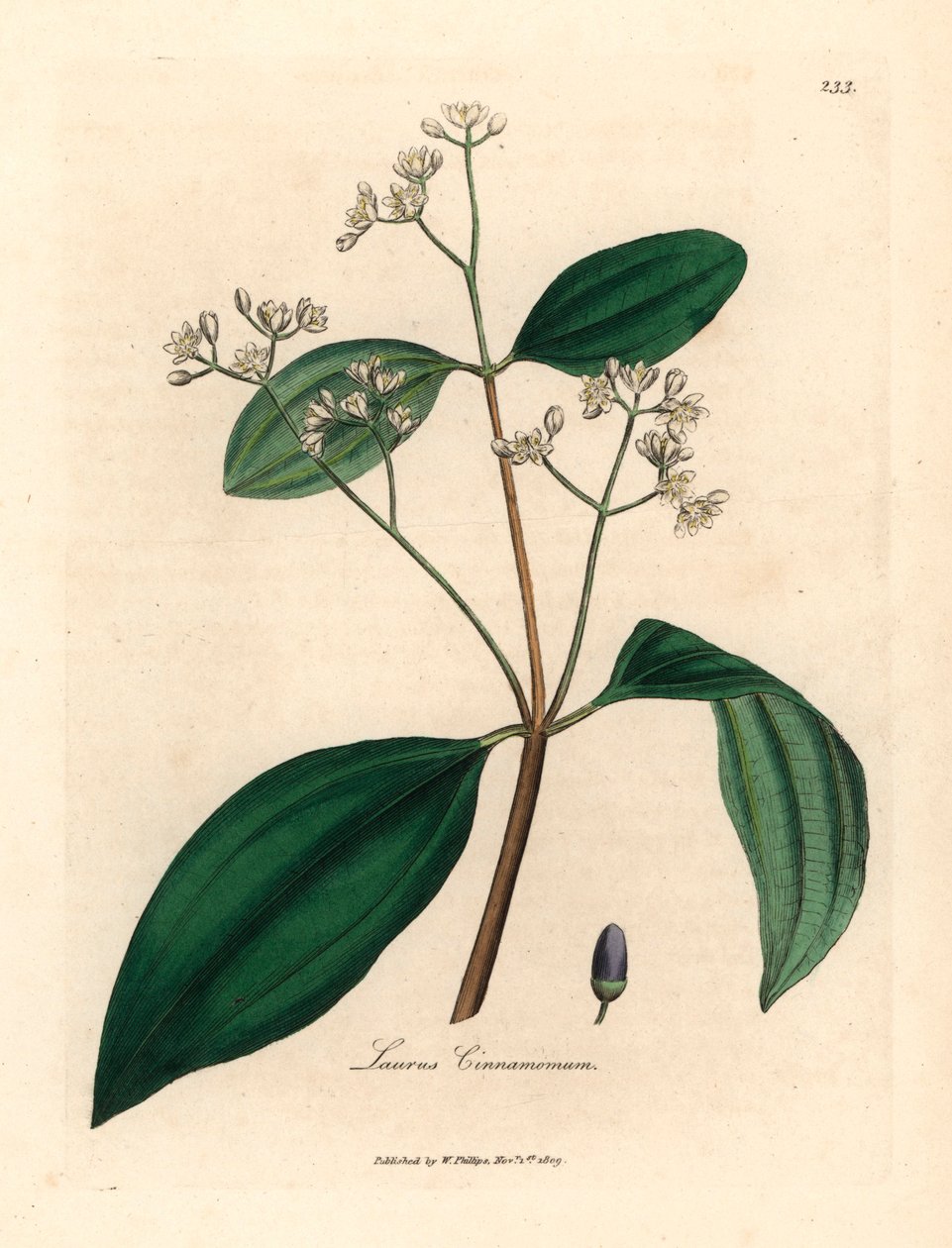 肉桂树，Laurus cinnamomum，出自詹姆斯-索尔比（James Sowerby）1832 年威廉-伍德维尔（William Woodville）和威廉-杰克逊-胡克爵士（Sir William Jackson Hooker）的《医学植物学》中的植物插图（手工彩色铜版雕刻）。 作者 詹姆斯（后）索尔比
