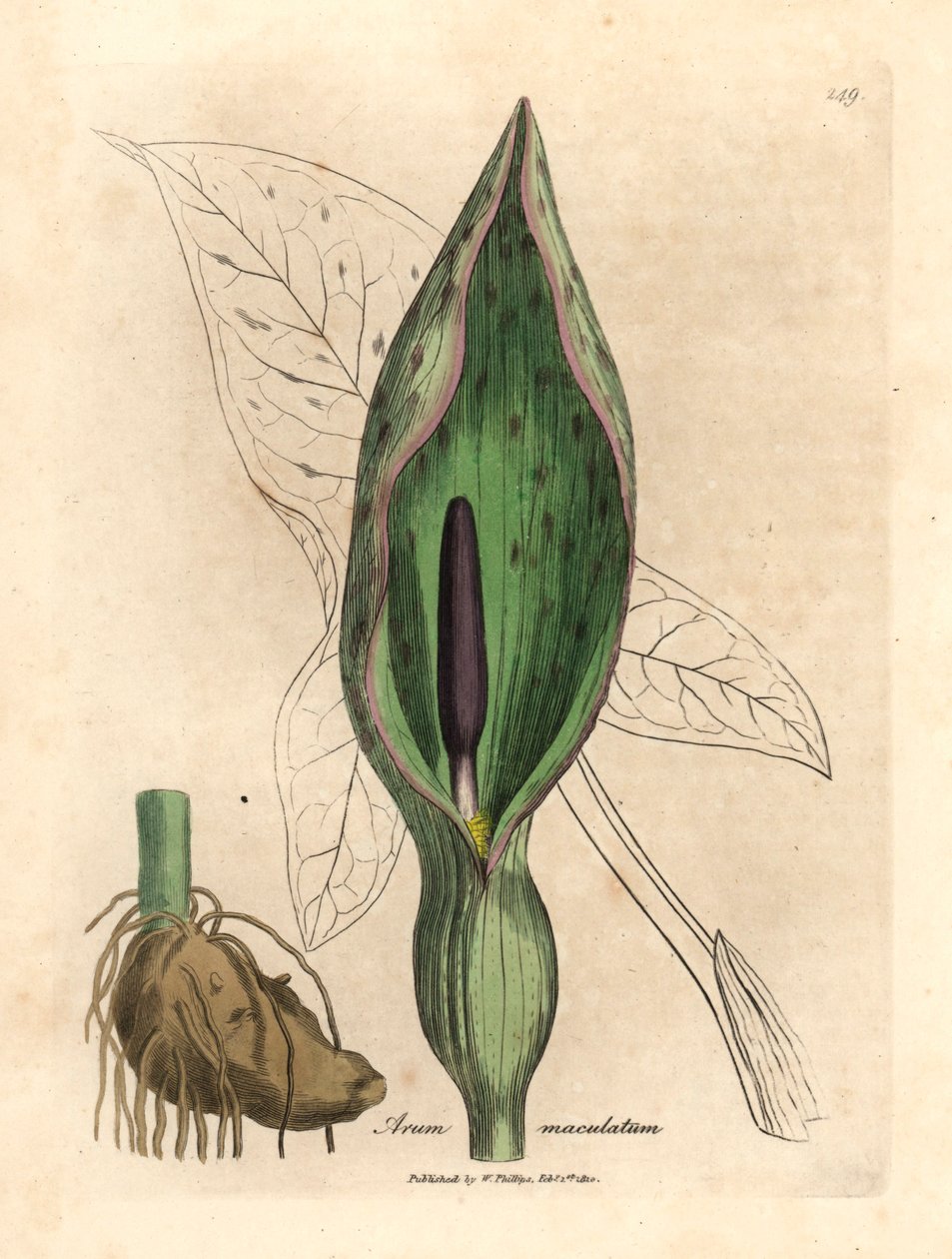 普通旱金莲，来自詹姆斯-索尔比（James Sowerby）1832 年威廉-伍德维尔（William Woodville）和威廉-杰克逊-胡克爵士（Sir William Jackson Hooker）的《医学植物学》中的植物插图（手工彩色铜版雕刻）。 作者 詹姆斯（后）索尔比