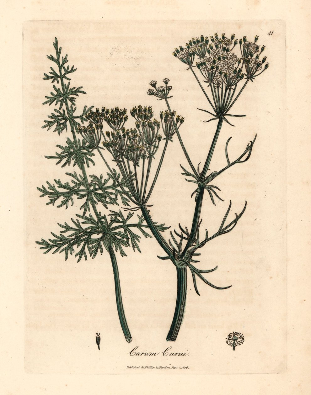 普通荠菜，Carum carui，出自詹姆斯-索尔比（James Sowerby）1832 年威廉-伍德维尔（William Woodville）和威廉-杰克逊-胡克爵士（Sir William Jackson Hooker）的《医学植物学》中的植物插图（手工彩色铜版雕刻）。 作者 詹姆斯（后）索尔比