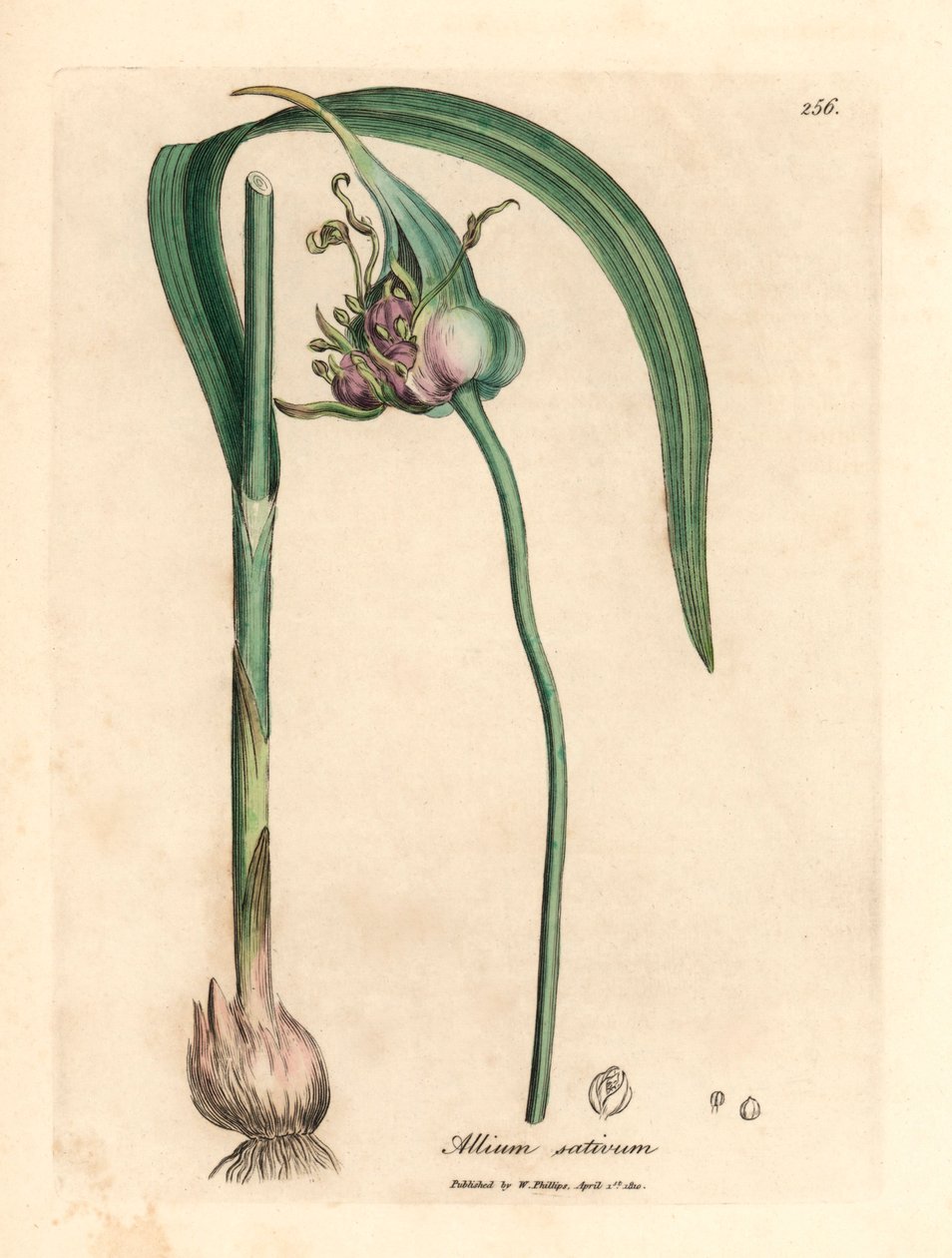 普通栽培大蒜，Allium sativum，出自詹姆斯-索尔比（James Sowerby）1832 年威廉-伍德维尔（William Woodville）和威廉-杰克逊-胡克尔（William Jackson Hooker）爵士的《医学植物学》中的植物插图（手工彩色铜版雕刻）。 作者 詹姆斯（后）索尔比