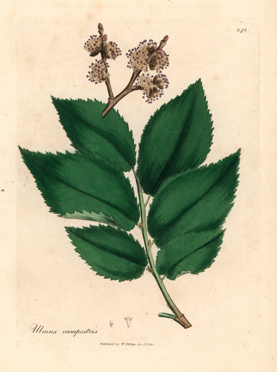 普通榆树，Ulmus campestris，摘自詹姆斯-索尔比（James Sowerby）1832 年威廉-伍德维尔（William Woodville）和威廉-杰克逊-胡克爵士（William Jackson Hooker）《医学植物学》中的植物插图（手工彩色铜版雕刻）。 作者 詹姆斯（后）索尔比