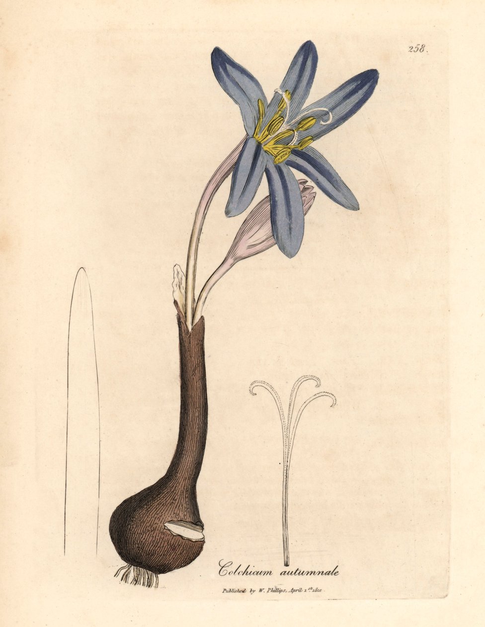 Common meadow saffron, Colchicum autumnale, from a botanical illustration by James Sowerby from William Woodville and Sir William Jackson Hooker