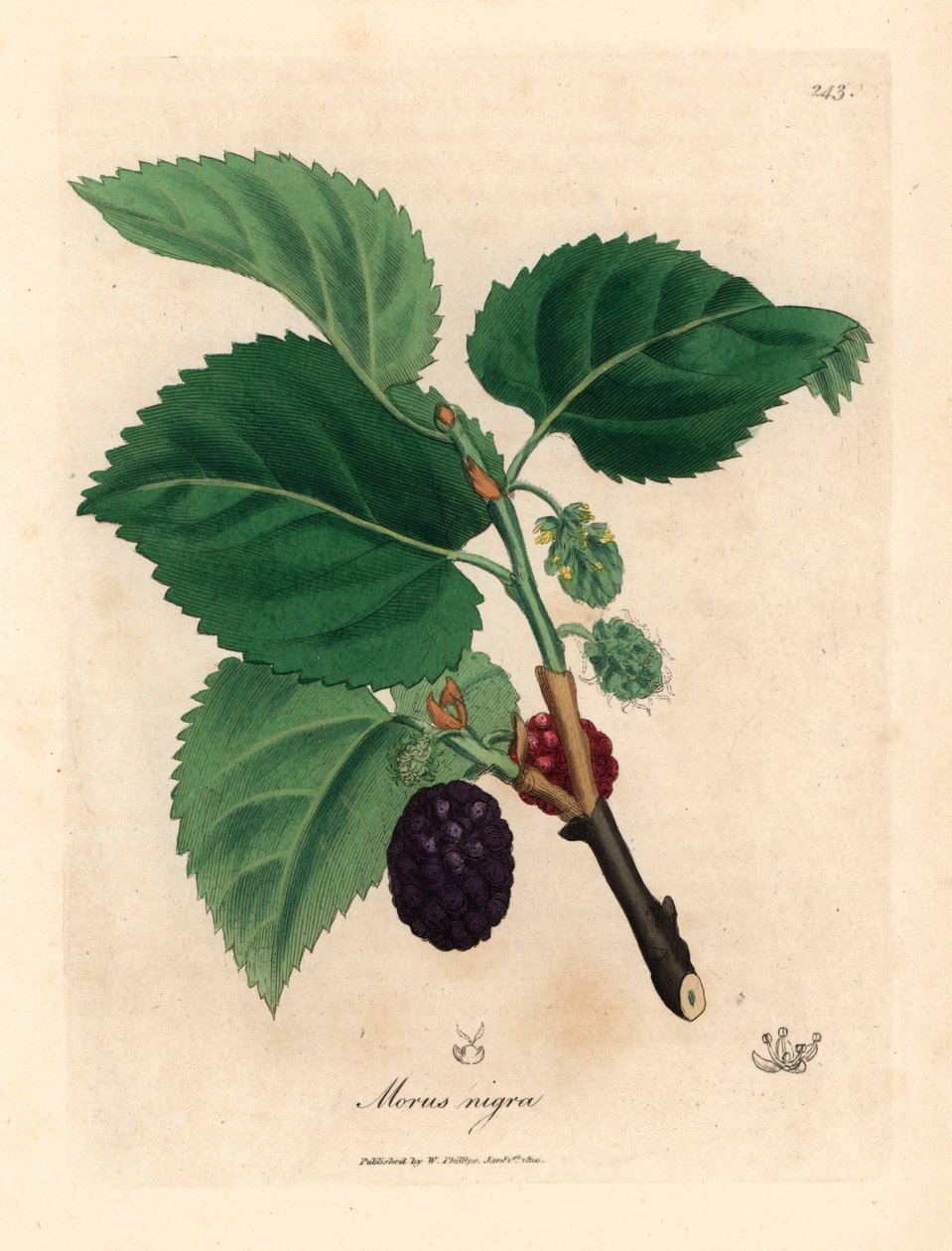 普通桑树，Morus nigra，摘自詹姆斯-索尔比（James Sowerby）1832 年威廉-伍德维尔（William Woodville）和威廉-杰克逊-胡克爵士（Sir William Jackson Hooker）的《医学植物学》中的植物插图（手工彩色铜版雕刻）。 作者 詹姆斯（后）索尔比