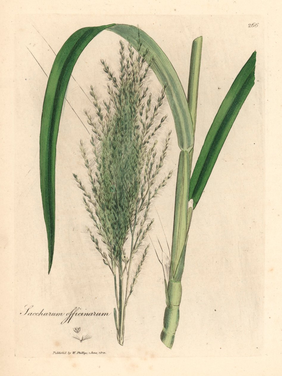 普通甘蔗，Saccharum officinarum，出自詹姆斯-索尔比（James Sowerby）1832 年威廉-伍德维尔（William Woodville）和威廉-杰克逊-胡克爵士（Sir William Jackson Hooker）的《医学植物学》中的植物插图（手工彩色铜版雕刻）。 作者 詹姆斯（后）索尔比
