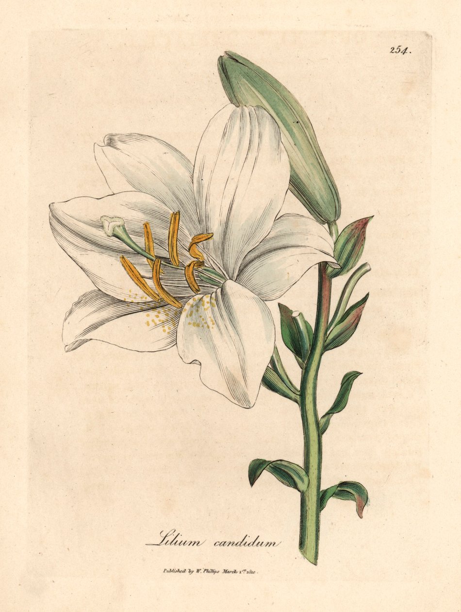 普通白百合，Lilium candidum，出自詹姆斯-索尔比（James Sowerby）1832 年威廉-伍德维尔（William Woodville）和威廉-杰克逊-胡克爵士（Sir William Jackson Hooker）的《医学植物学》中的植物插图（手工彩色铜版雕刻）。 作者 詹姆斯（后）索尔比