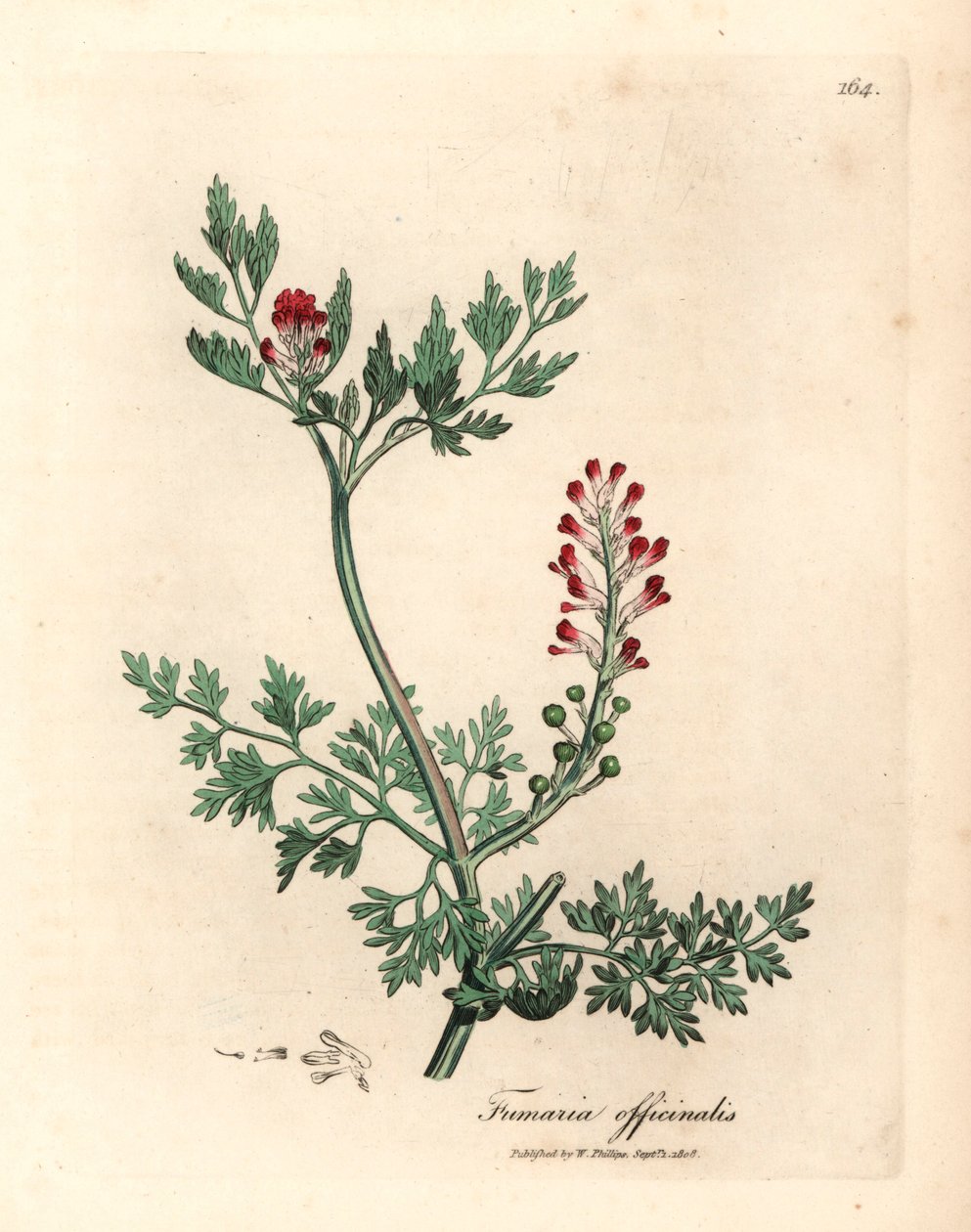 深红色的花，Fumaria officinalis，出自詹姆斯-索尔比（James Sowerby）1832 年威廉-伍德维尔（William Woodville）和威廉-杰克逊-胡克爵士（Sir William Jackson Hooker）的《医学植物学》中的植物插图（手工彩色铜版雕刻）。 作者 詹姆斯（后）索尔比