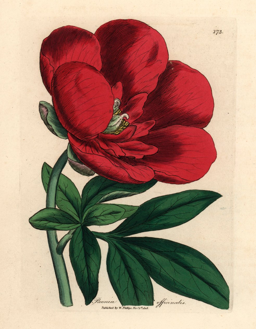 深红色牡丹，Paeonia officinalis，出自詹姆斯-索尔比（James Sowerby）1832 年威廉-伍德维尔（William Woodville）和威廉-杰克逊-胡克爵士（Sir William Jackson Hooker）的《医学植物学》中的植物插图（手工彩色铜版雕刻）。 作者 詹姆斯（后）索尔比