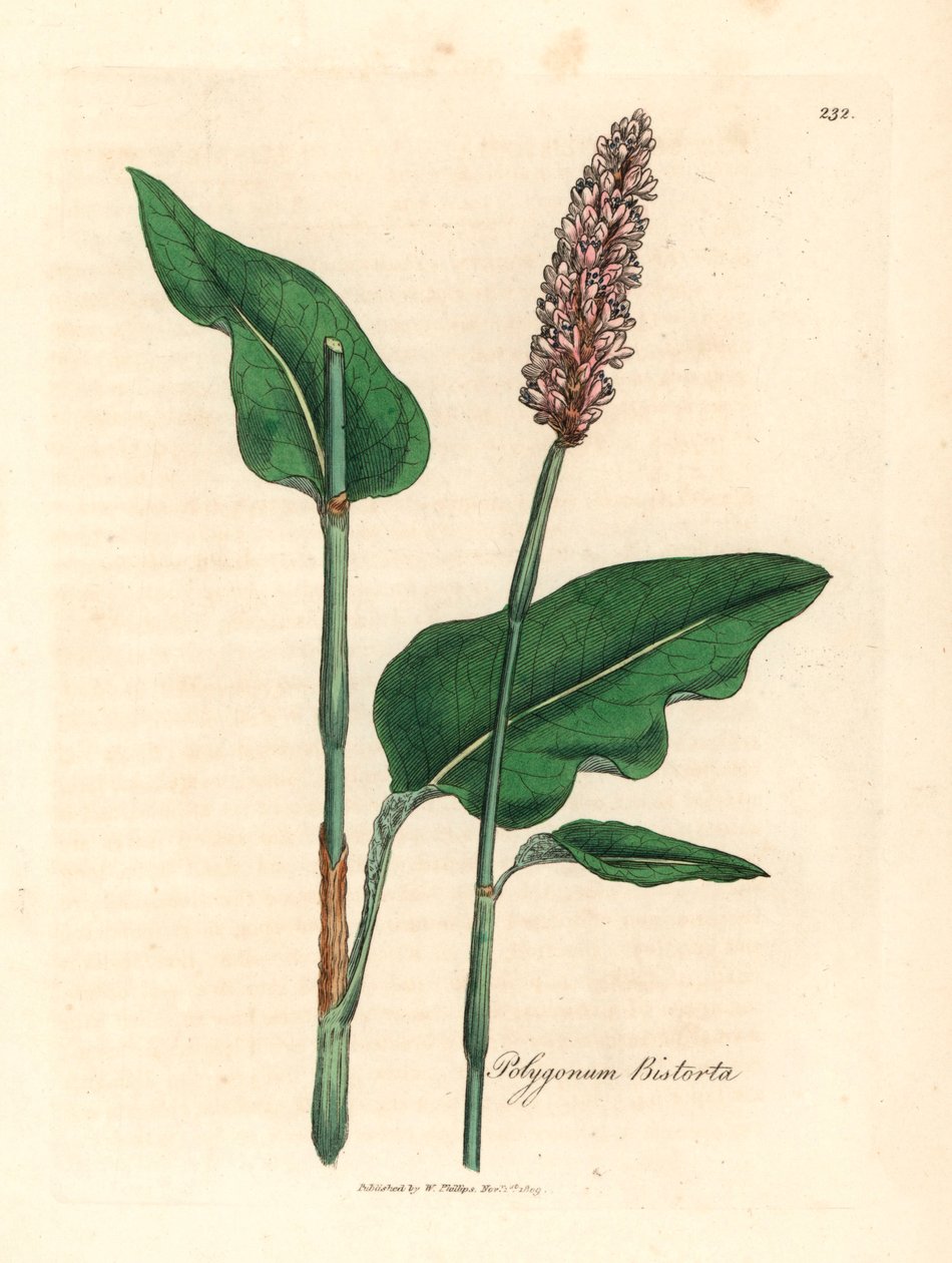 Big bistort，Polygonum bistorta，出自詹姆斯-索尔比（James Sowerby）1832 年威廉-伍德维尔（William Woodville）和威廉-杰克逊-胡克爵士（Sir William Jackson Hooker）的《医学植物学》中的植物插图（手工彩色铜版雕刻）。 作者 詹姆斯（后）索尔比