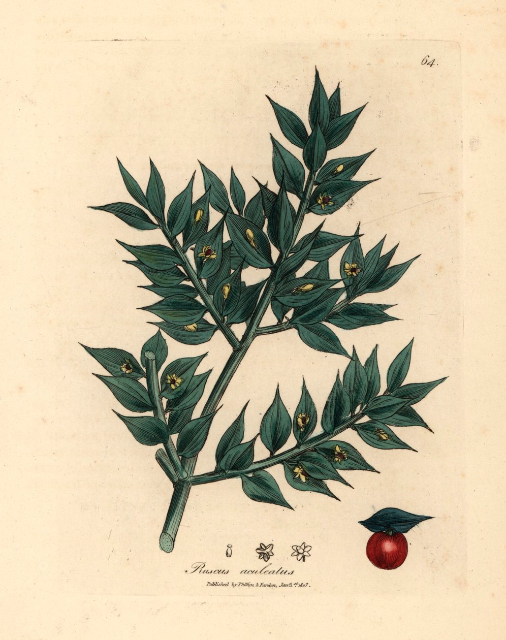绿花屠夫扫帚（Ruscus aculeatus），出自詹姆斯-索尔比（James Sowerby）1832 年威廉-伍德维尔（William Woodville）和威廉-杰克逊-胡克尔爵士（Sir William Jackson Hooker）的《医学植物学》中的植物插图（手工彩色铜版雕刻）。 作者 詹姆斯（后）索尔比