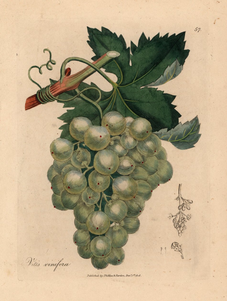 绿葡萄、藤蔓和叶子，葡萄属，摘自詹姆斯-索尔比绘制的植物插图，选自威廉-伍德维尔和威廉-杰克逊-胡克爵士 1832 年出版的《医学植物学》（手工彩色铜版雕刻）。 作者 詹姆斯（后）索尔比