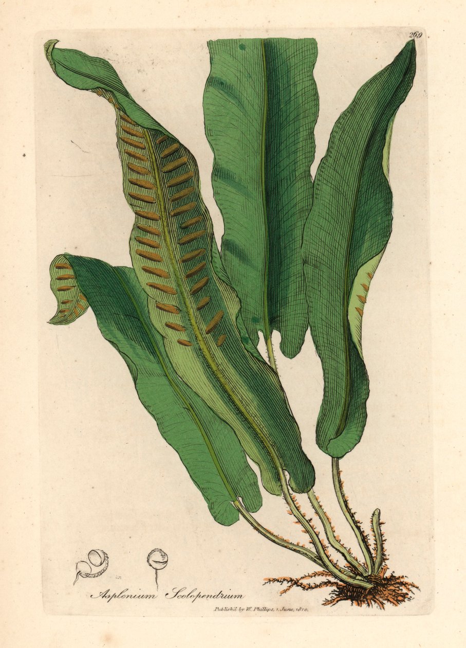 哈茨舌蕨，Asplenium scolopendrium，摘自詹姆斯-索尔比（James Sowerby）1832 年威廉-伍德维尔（William Woodville）和威廉-杰克逊-胡克爵士（Sir William Jackson Hooker）的《医学植物学》中的植物插图（手工彩色铜版雕刻）。 作者 詹姆斯（后）索尔比