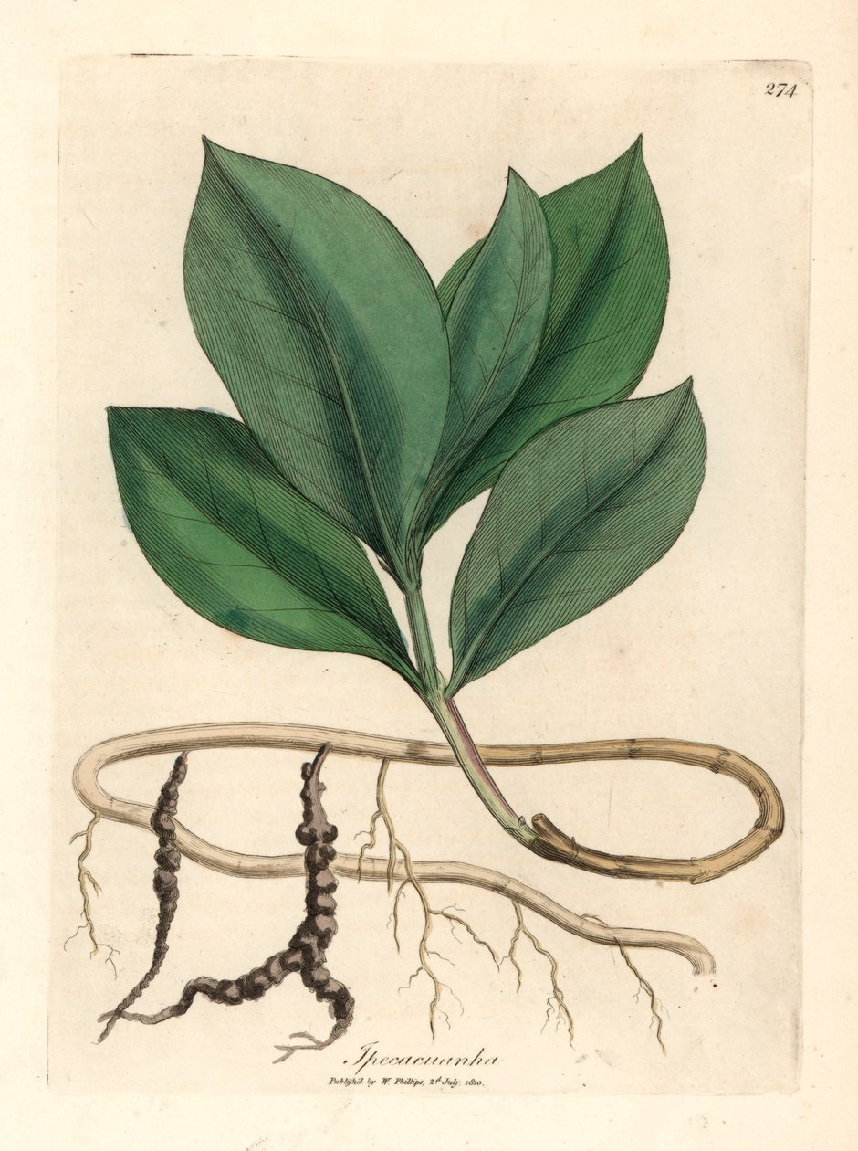 啄木鸟，Ipecacuanha，出自詹姆斯-索尔比（James Sowerby）1832 年威廉-伍德维尔（William Woodville）和威廉-杰克逊-胡克爵士（Sir William Jackson Hooker）的《医学植物学》中的植物插图（手工彩色铜版雕刻）。 作者 詹姆斯（后）索尔比