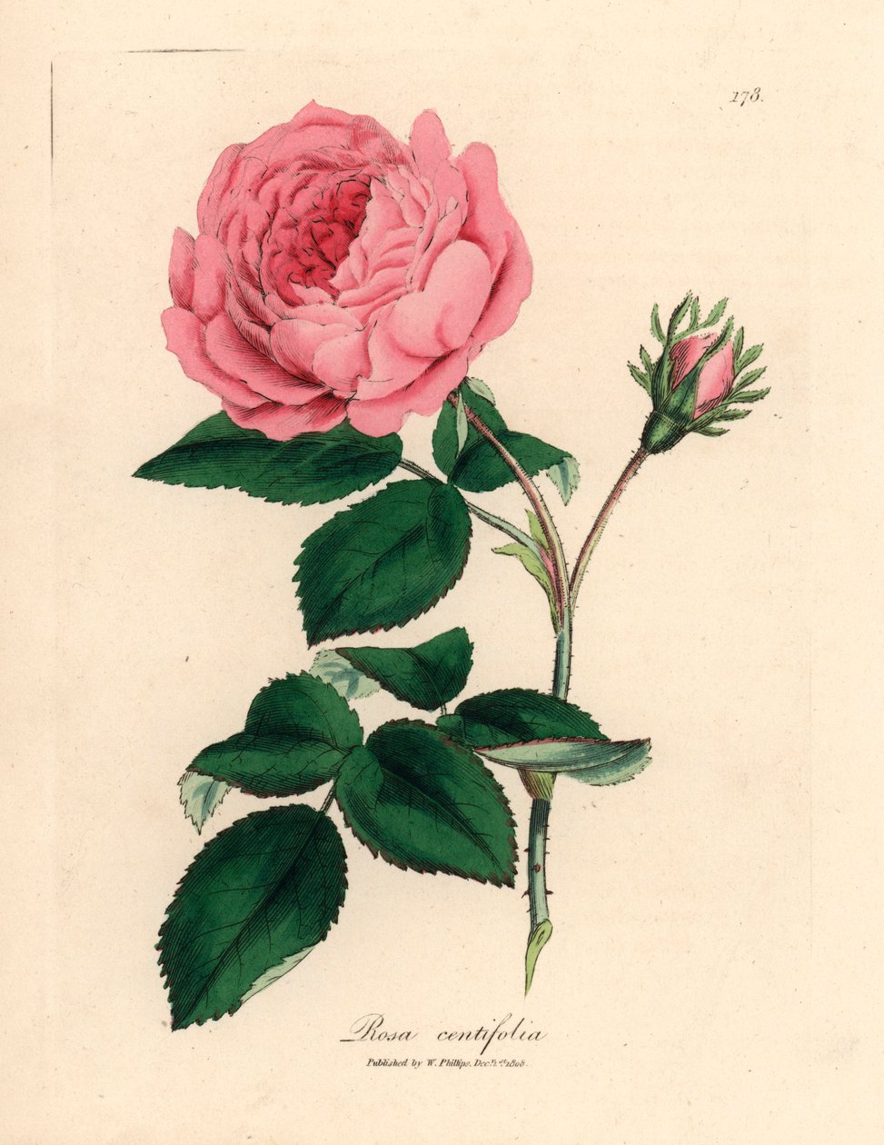 大型粉色百叶蔷薇，Rosa centifolia，出自詹姆斯-索尔比（James Sowerby）1832 年威廉-伍德维尔（William Woodville）和威廉-杰克逊-胡克尔爵士（Sir William Jackson Hooker）的《医学植物学》中的一幅植物插图（手工彩色铜版雕刻）。 作者 詹姆斯（后）索尔比