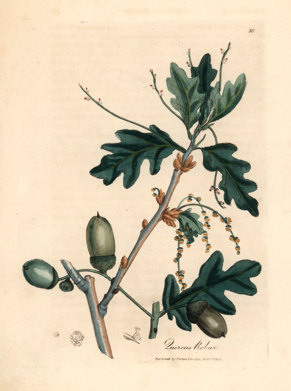 普通橡树（Quercus robur）的叶子和橡子，出自詹姆斯-索尔比（James Sowerby）1832 年威廉-伍德维尔（William Woodville）和威廉-杰克逊-胡克尔爵士（William Jackson Hooker）的《医学植物学》中的植物插图（手工彩色铜版雕刻）。 作者 詹姆斯（后）索尔比