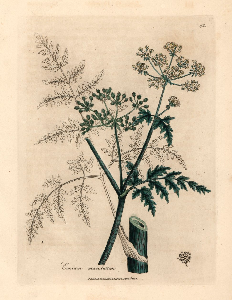 铁杉（Conium maculatum）的叶和花，出自詹姆斯-索尔比（James Sowerby）1832 年威廉-伍德维尔（William Woodville）和威廉-杰克逊-胡克尔爵士（Sir William Jackson Hooker）的《医学植物学》中的植物插图（手工彩色铜版雕刻）。 作者 詹姆斯（后）索尔比