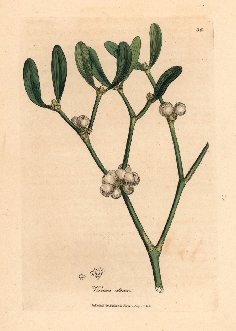 槲寄生（Viscum album）的叶子和白色浆果，选自詹姆斯-索尔比（James Sowerby）1832 年威廉-伍德维尔（William Woodville）和威廉-杰克逊-胡克爵士（Sir William Jackson Hooker）的《医学植物学》中的植物插图（手工彩色铜版雕刻）。 作者 詹姆斯（后）索尔比