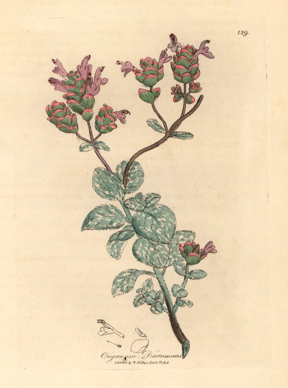 克里特岛的丁香花，Origanum dictamnus，摘自詹姆斯-索尔比（James Sowerby）1832 年威廉-伍德维尔（William Woodville）和威廉-杰克逊-胡克爵士（Sir William Jackson Hooker）的《医学植物学》中的植物插图（手工彩色铜版雕刻）。 作者 詹姆斯（后）索尔比