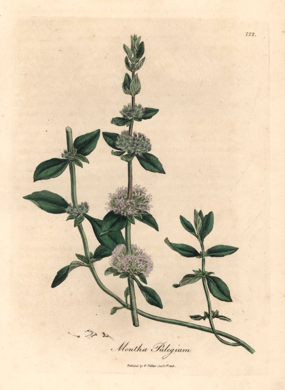 丁香花薄荷（Mentha pulegium），出自詹姆斯-索尔比（James Sowerby）1832 年威廉-伍德维尔（William Woodville）和威廉-杰克逊-胡克爵士（William Jackson Hooker）的《医学植物学》中的植物插图（手工彩色铜版雕刻）。 作者 詹姆斯（后）索尔比