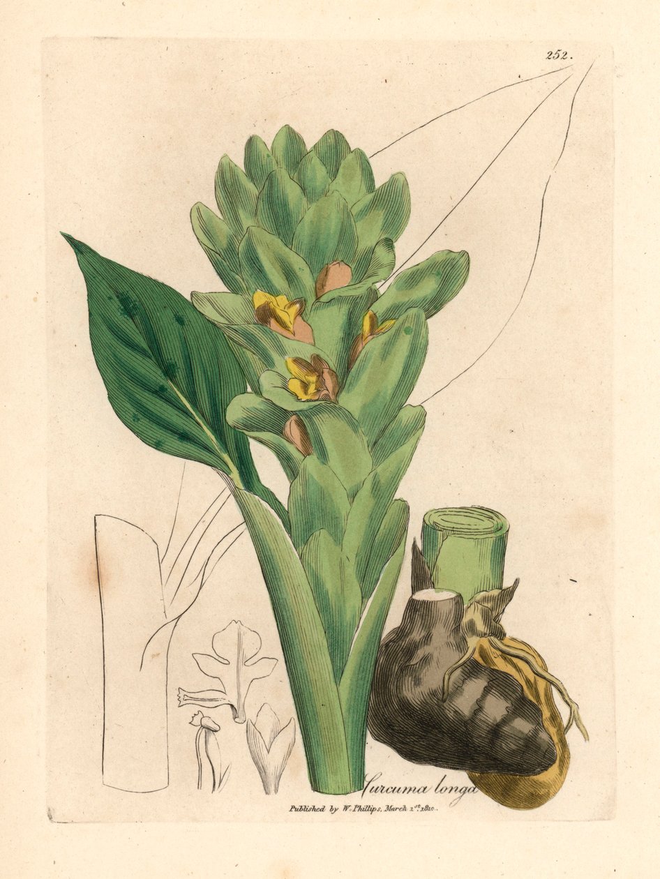 长根姜黄（Curcuma longa），出自詹姆斯-索尔比（James Sowerby）1832 年威廉-伍德维尔（William Woodville）和威廉-杰克逊-胡克爵士（Sir William Jackson Hooker）的《医学植物学》中的植物插图（手工彩色铜版雕刻）。 作者 詹姆斯（后）索尔比