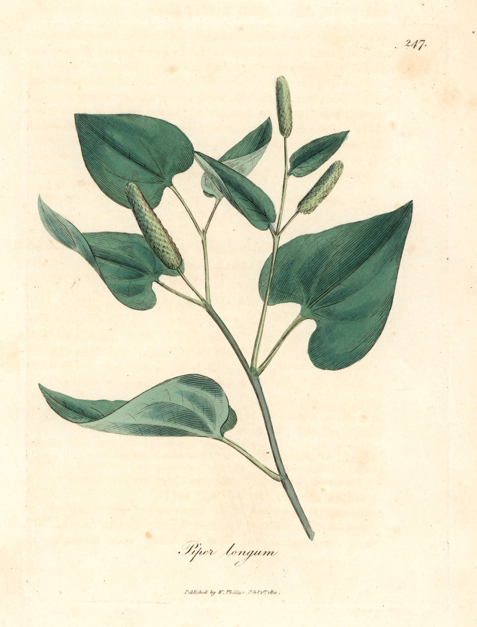 长胡椒，Piper longum，出自詹姆斯-索尔比（James Sowerby）1832 年威廉-伍德维尔（William Woodville）和威廉-杰克逊-胡克爵士（Sir William Jackson Hooker）的《医学植物学》中的植物插图（手工彩色铜版雕刻）。 作者 詹姆斯（后）索尔比