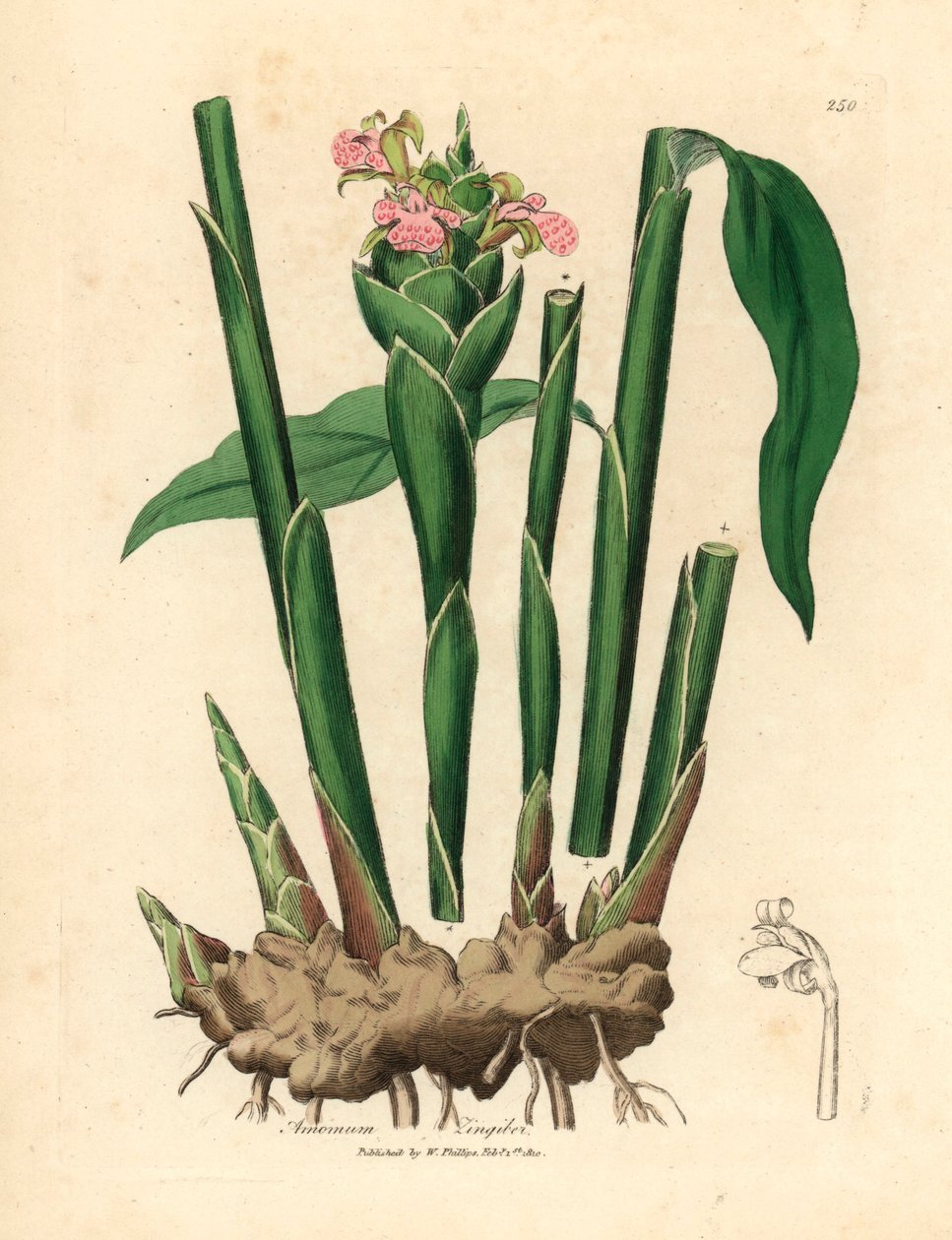 窄叶姜（Zingiber officinale），出自詹姆斯-索尔比（James Sowerby）1832 年威廉-伍德维尔（William Woodville）和威廉-杰克逊-胡克尔爵士（Sir William Jackson Hooker）的《医学植物学》中的植物插图（手工彩色铜版雕刻）。 作者 詹姆斯（后）索尔比