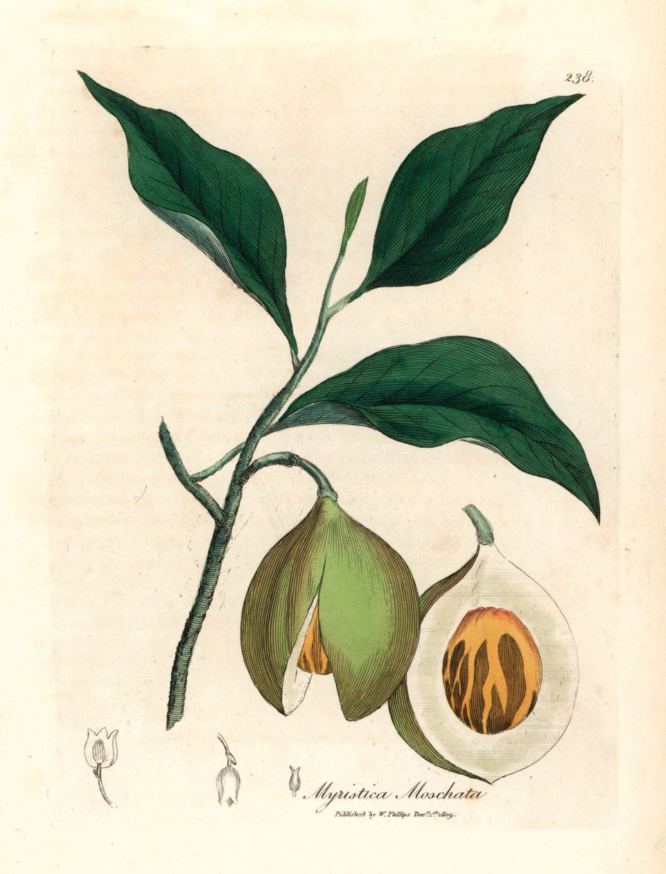 肉豆蔻和肉豆蔻树，Myristica moschata，Myristica fragrans，摘自詹姆斯-索尔比（James Sowerby）1832 年威廉-伍德维尔（William Woodville）和威廉-杰克逊-胡克尔（William Jackson Hooker）爵士的《医学植物学》中的植物插图（手工彩色铜版雕刻）。 作者 詹姆斯（后）索尔比